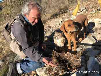 "Sans chien, on ne trouverait plus de truffe": dans les coulisses de la récolte du diamant noir à Puget-Théniers