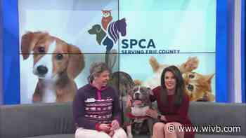 SPCA Monday: Beefaroni