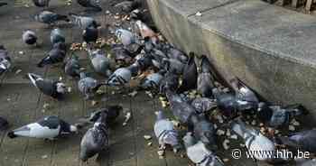 Brussels Parlement verbiedt vangen en doden van duiven - Het Laatste Nieuws