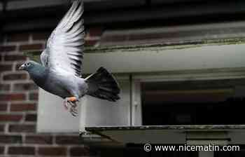 Trois personnes arrêtées pour le vol de pigeons voyageurs de compétition aux Pays-Bas