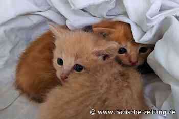 Der Lahrer Gemeinderat hat eine Katzenschutzverordnung beschlossen - Lahr - Badische Zeitung