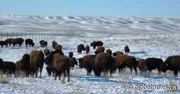 Parks Canada relocating 40 plains bison to Key First Nation Treaty 4