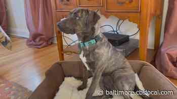 WJZ’s Furever Friend: Paisley