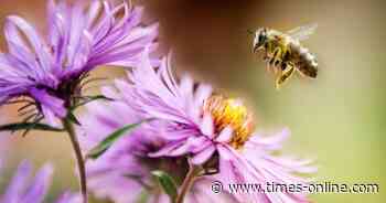 Dakota Gardener: Would you plant a bee lawn? - Times Record