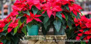 Ask the Master Gardener: Taking care of poinsettias after the holidays have passed - Brainerd Dispatch