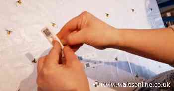 Gardener's brilliant Covid test recycling trick goes viral on social media - Wales Online