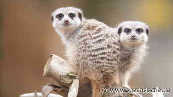 Dresden: Sind auch die Erdmännchen im Dresdner Zoo gefährdet? - Sächsische.de