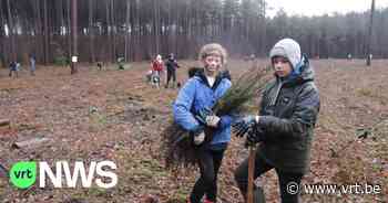 In Halen zijn vandaag 5.725 bomen geplant die samen een duurzaam bos worden - VRT NWS