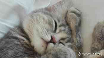 Junge Katze war verschwunden: Wie kam Emmi von Giengen über Herbrechtingen nach Heidenheim? - hz.de