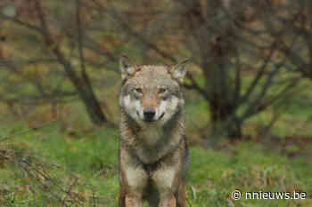 Lille vraagt minister om subsidies voor wolfwerende maatregelen - Nnieuws.be