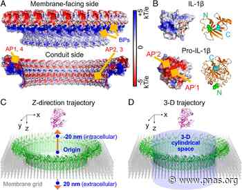 Electrostatic influence on IL-1 transport through the GSDMD pore - pnas.org