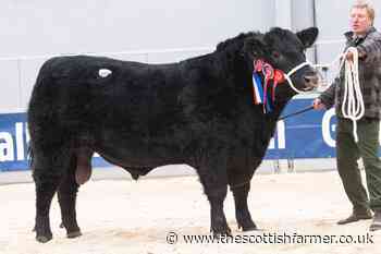 Angus bulls sell to 38,000gns and 30,000gns at Stirling - The Scottish Farmer