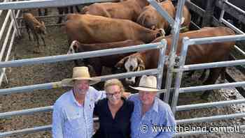 Lismore breeder sale attracts consistent bidding with Angus units to $4900 - The Land Newspaper