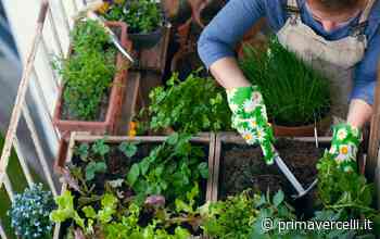 Aumentano i prezzi all’ingrosso della verdura - Prima Vercelli