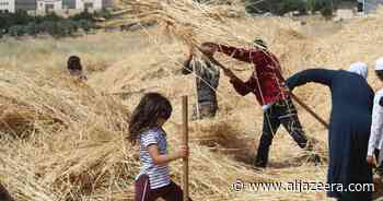 Wheat blessing: Jordan’s grassroot movement for food sovereignty - Al Jazeera English