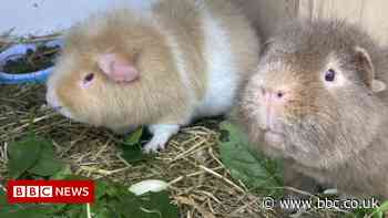 Guinea pig rescuer in Shillington 'overwhelmed' by food offers - BBC News