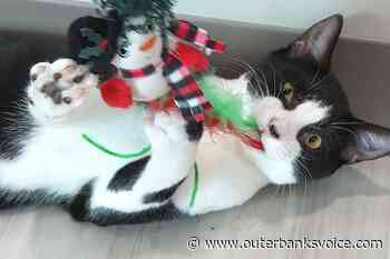 Meet Dash, OBX SPCA Pet of the week - The Outer Banks Voice