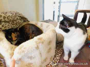 Could you give a home to Nancy and Oliver? - York Press