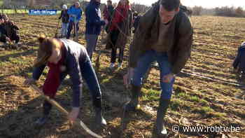 Bedrijfsbos in Tielt-Winge wordt uitgebreid met 650 bomen - ROB-tv