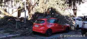 Parco e cimiteri chiusi a Monza per il vento forte. In piazza Garibaldi le raffiche sradicano un enorme ramo - Prima Monza