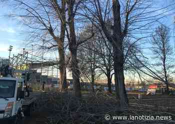Al via gli interventi per mettere in sicurezza gli alberi di Cerea - La Notizia.news