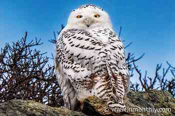 Snowy Owl at Sachuest Point - Rhode Island Monthly