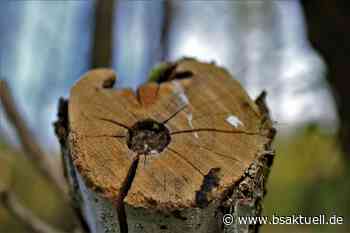Autobahn 7: Baum stürzt bei Senden auf Autobahn – Unfall am Dreieck Hittistetten - BSAktuell