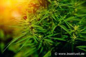 Senden/Vöhringen: Professioneller Cannabisanbau in Wohnung - BSAktuell
