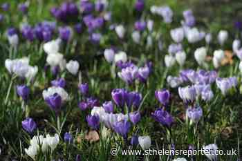 These are six colourful flowers that bloom in spring - St Helens Reporter