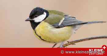 Bezirk Feldkirchen: Vogelzählung: 1726 Mal wurden die Kohlmeise gesichtet - Kleine Zeitung