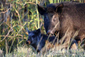 Hog wild: Feral pigs cause $1.5 billion in damage each year. They need to be stopped.