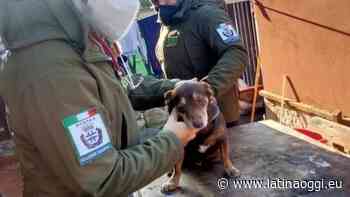 Cane cade dal balcone al terzo piano, il soccorso delle Guardie zoofile - latinaoggi.eu
