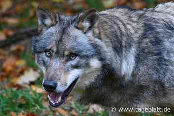 Zu viele Abschüsse? Niedersachsens Wolfspolitik landet vor Gericht - TAGEBLATT: Nachrichten aus Stade, Buxtehude und der Region - Tageblatt-online
