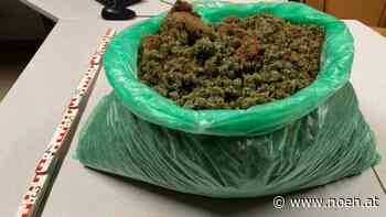 Cannabisplantage in Neunkirchen ausgehoben - NÖN.at