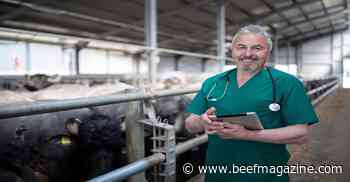 Hardware disease in beef cattle