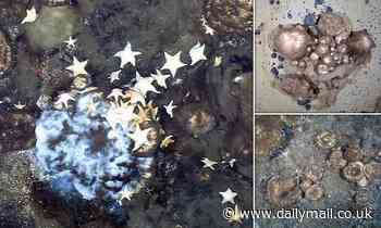 Nature: Giant SPONGE gardens are discovered on extinct underwater volcanoes in the Arctic deep sea