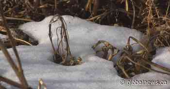 WSA releases preliminary spring runoff forecast for Saskatchewan