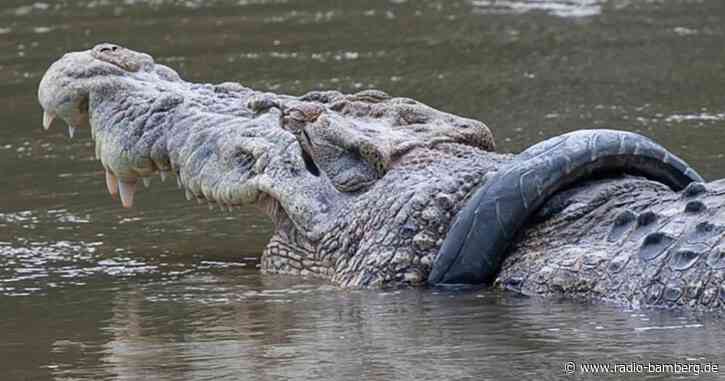 Krokodil in Indonesien nach sechs Jahren von Reifen befreit