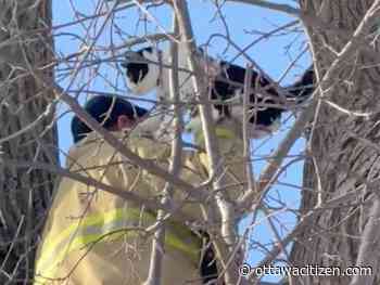 Firefighters pull stubborn 'Skull and Bones' kitty out of tree after seven-hour perch