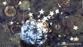 Sprawling sponge gardens found deep beneath the Arctic sea ice