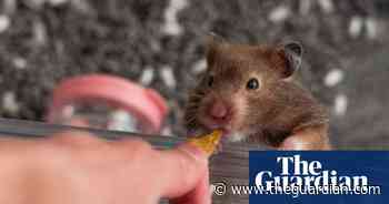 Hamsters can transmit Covid to humans, data suggests - The Guardian