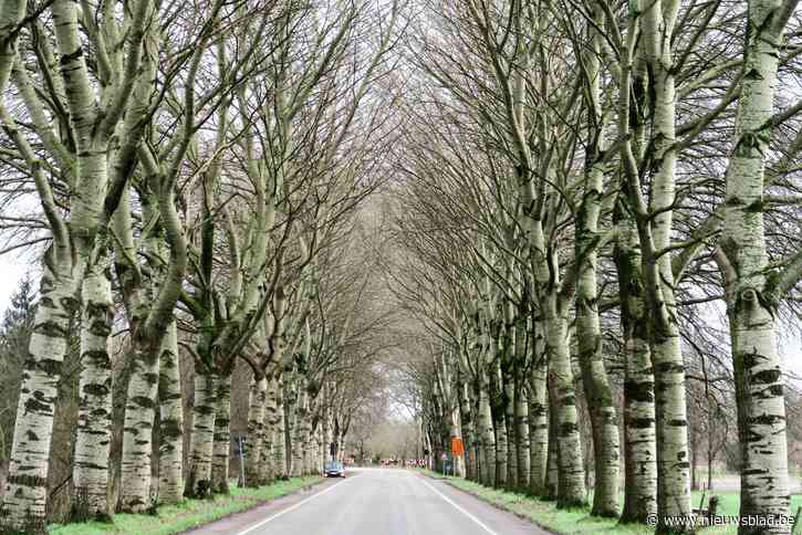 154 zilverpopulieren langs Oelegemsteenweg voor de bijl: “Te onstabiel en dus gevaarlijk”