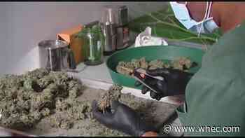 Village of Pittsford to have cannabis referendum on Tuesday