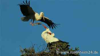 Bernauer Störche im Visier der Fotofreunde Chiemsee