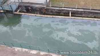 „Unglaublicher Leichtsinn oder Vorsatz?“ Ölfilm im Triftbach eine Gefahr für Vögel und Biber