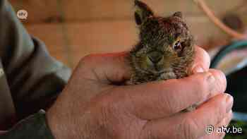 Dierenopvangcentrum Brasschaat: 'Laat jonge haasjes met rust' - ATV