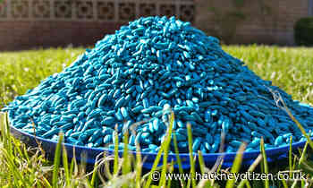 Pet owners beware! Treats mixed with rat poison discovered across Hackney