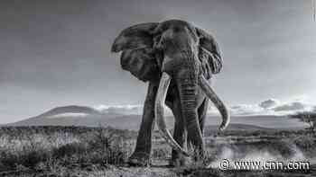 Mesmerizing photos from the Sony World Photography Awards 2022