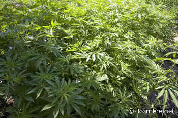 Canapa, in Piemonte 146 aziende la coltivano - https://ilcorriere.net/