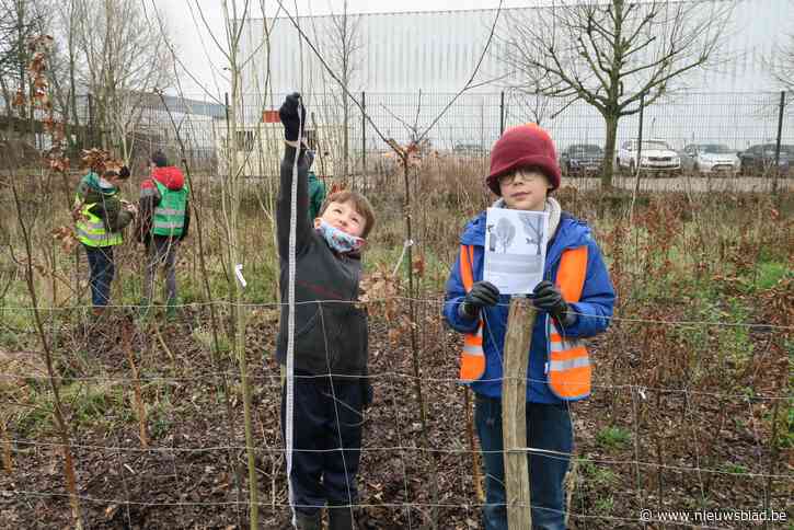 Tiny Forest Rangers van Deuzeldpark en Sint-Eduardus stellen zelf vast: “Ons Marsbosje is al flink gegroeid”